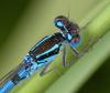 Coenagrion scitulum